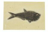 Beautiful Fossil Fish (Diplomystus) - Wyoming #292387-1